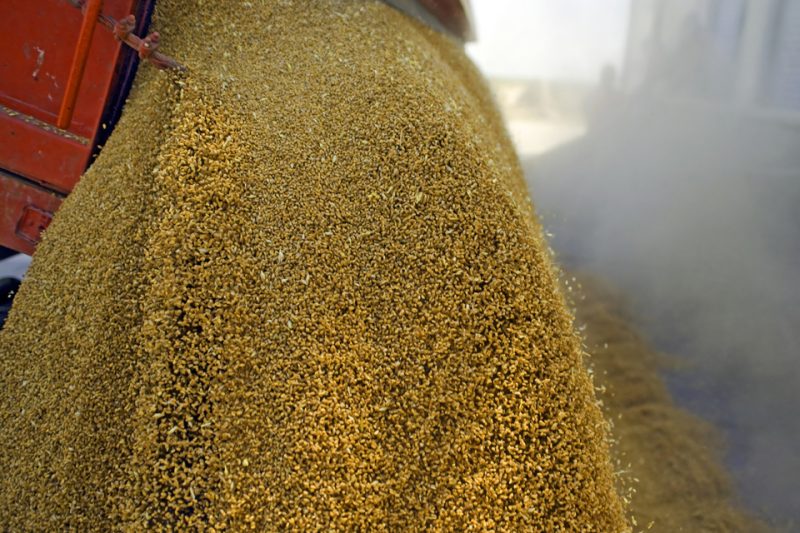 Un nou jucător pe piaţa cerealelor: Dobrogea Plant din Constanţa a crescut de peste 50 de ori în doar doi ani, până la 150 mil. lei în 2025